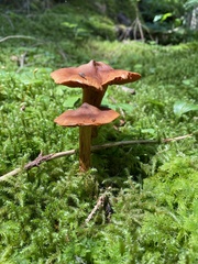 Cortinarius rubellus