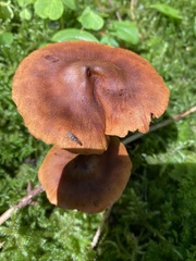 Cortinarius rubellus