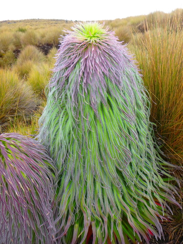Lobelia telekii