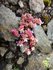 Sedum crassularia