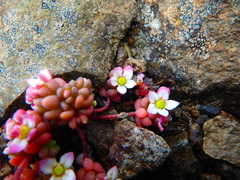 Sedum crassularia