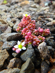 Sedum crassularia