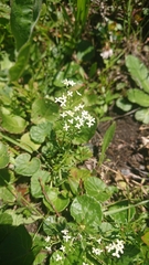 Galium anisophyllon