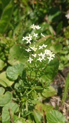 Galium anisophyllon