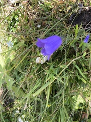Campanula cochleariifolia