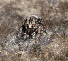 Paraphilaeus daemeli