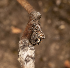 Paraphilaeus daemeli