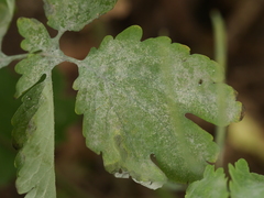 Erysiphe macleayae