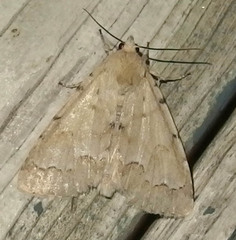 Acronicta innotata