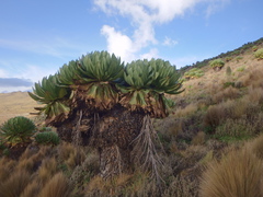 Dendrosenecio keniodendron
