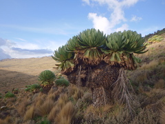 Dendrosenecio keniodendron
