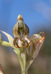 Pterostylis hamata