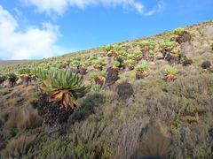 Dendrosenecio keniodendron