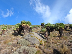 Dendrosenecio keniodendron