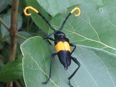 Pachyteria dimidiata