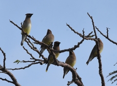 Bombycilla cedrorum
