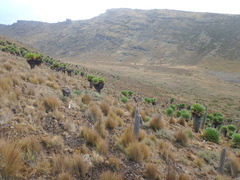 Dendrosenecio keniodendron