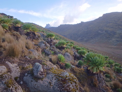 Dendrosenecio keniodendron