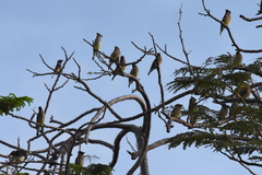 Bombycilla cedrorum