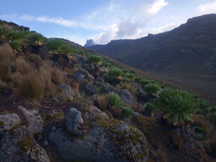 Dendrosenecio keniodendron