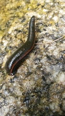 Hirudo troctina