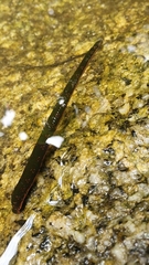 Hirudo troctina