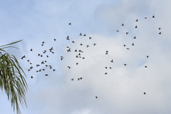 Bombycilla cedrorum