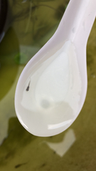 Poecilia reticulata