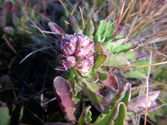 Valeriana kilimandscharica