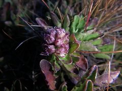 Valeriana kilimandscharica