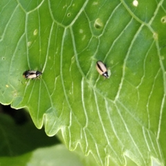 Phyllotreta armoraciae