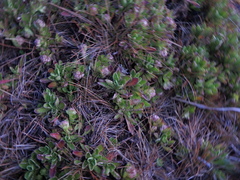Valeriana kilimandscharica