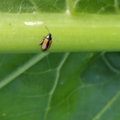 Phyllotreta armoraciae