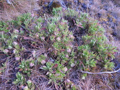 Valeriana kilimandscharica