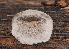 Datronia brunneoleuca