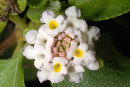 Buttonsage (Lantana involucrata)