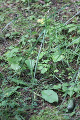 Hieracium taigense