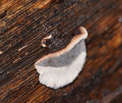 Datronia brunneoleuca