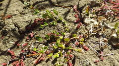 Gonocarpus aggregatus