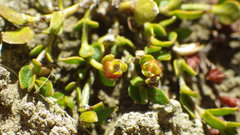 Gonocarpus aggregatus