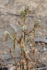 Pterostylis hamata