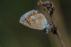 Polyommatus thersites