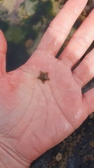 Asterina gibbosa