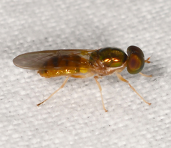 Cephalochrysa canadensis