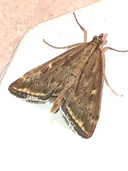 Loxostege munroealis