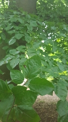 Fagus sylvatica