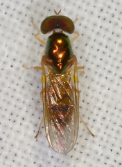 Cephalochrysa canadensis