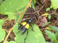 Pachyteria dimidiata