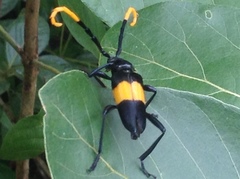 Pachyteria dimidiata