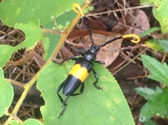 Pachyteria dimidiata